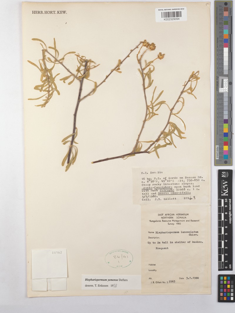 Blepharispermum yemense