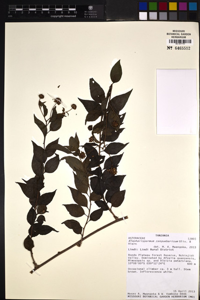Blepharispermum zanguebaricum