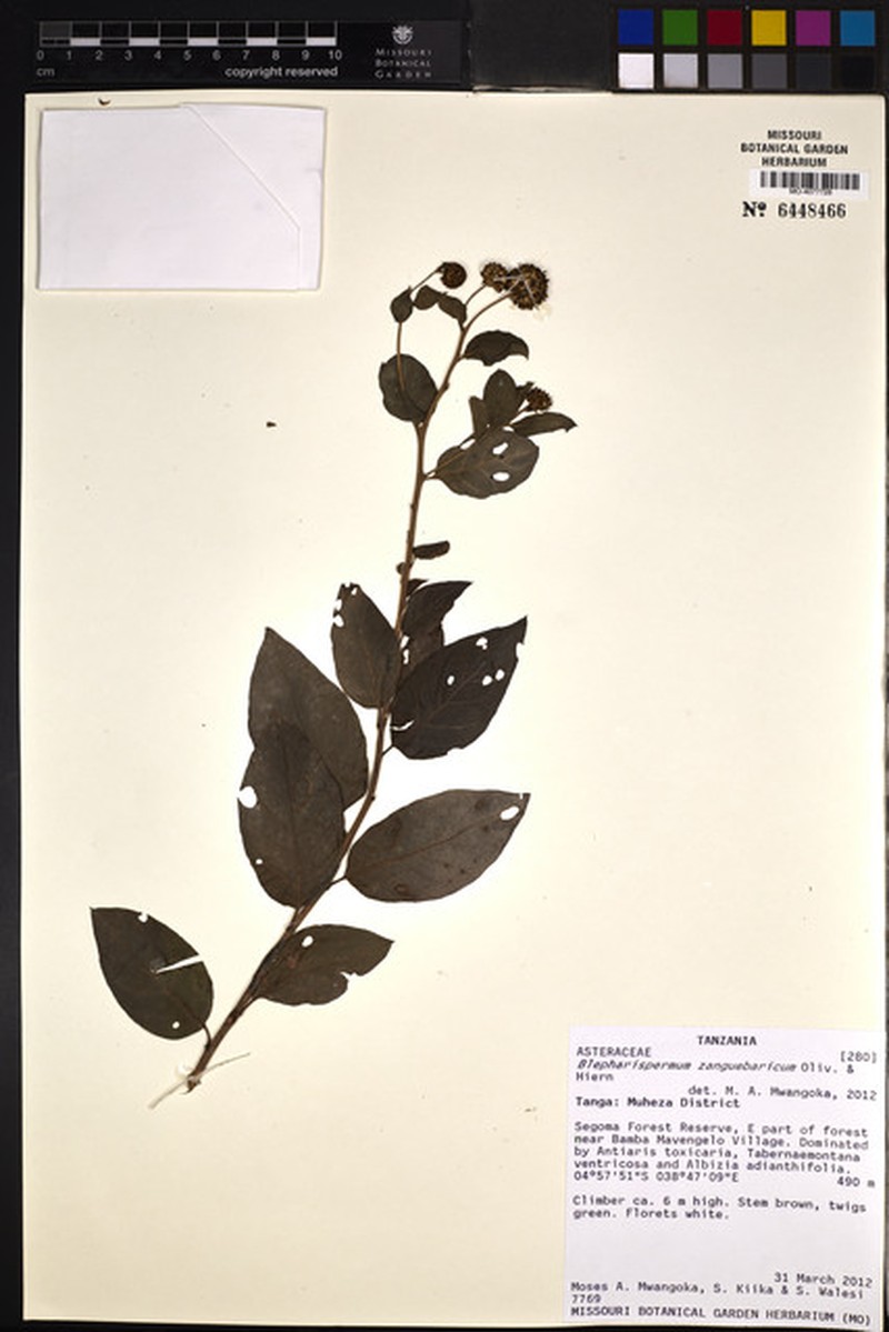 Blepharispermum zanguebaricum photo 2
