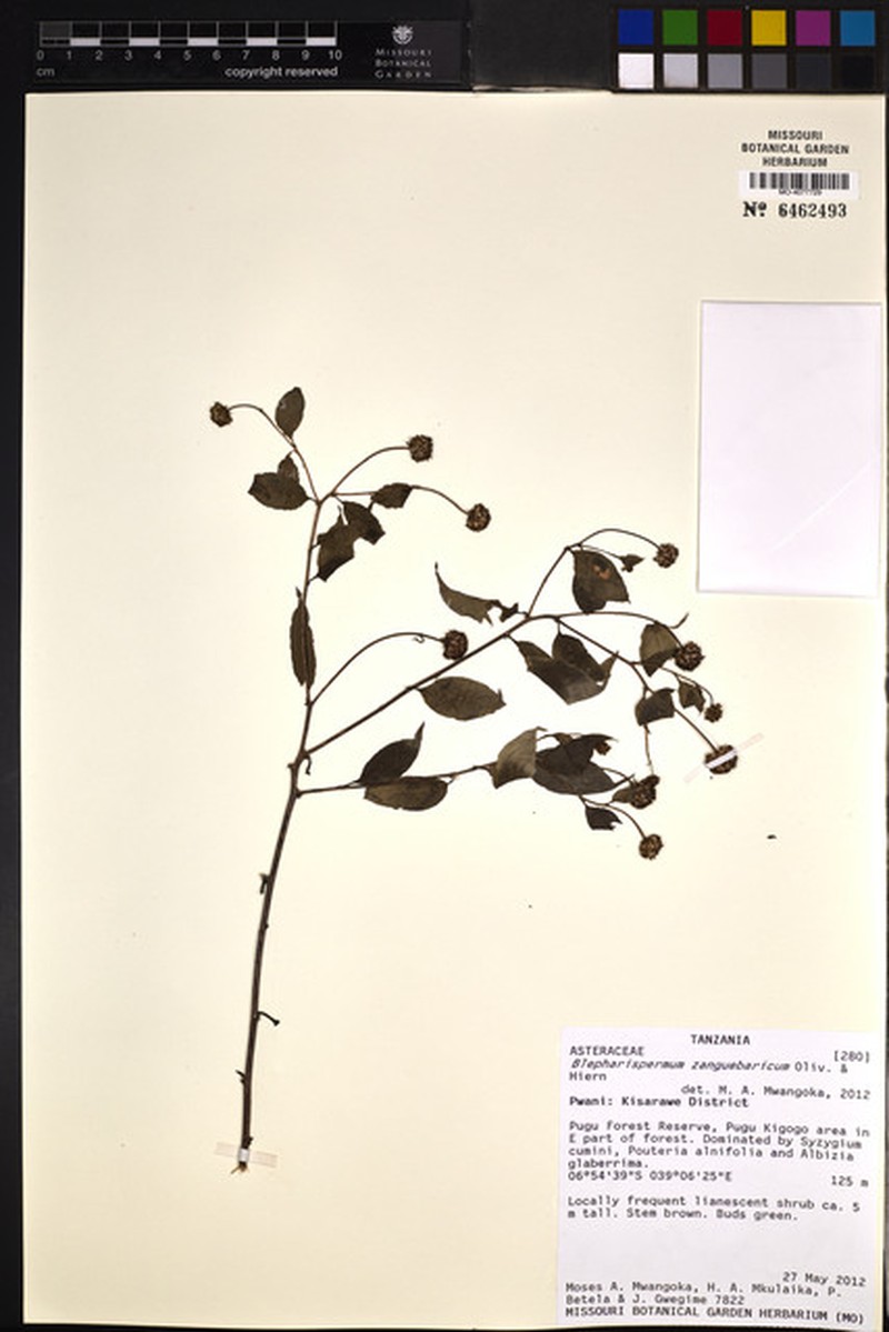 Blepharispermum zanguebaricum photo 3