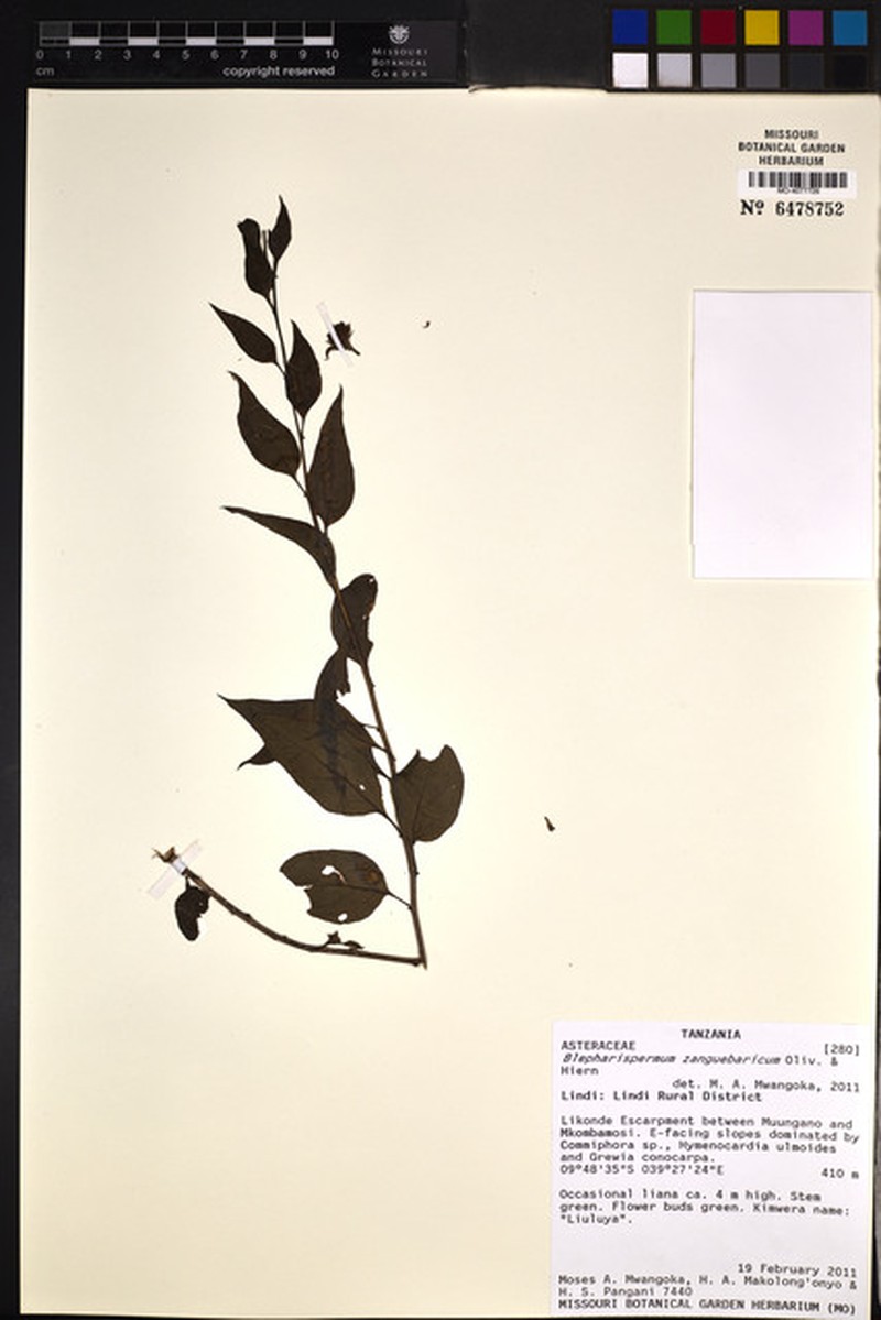 Blepharispermum zanguebaricum photo 4