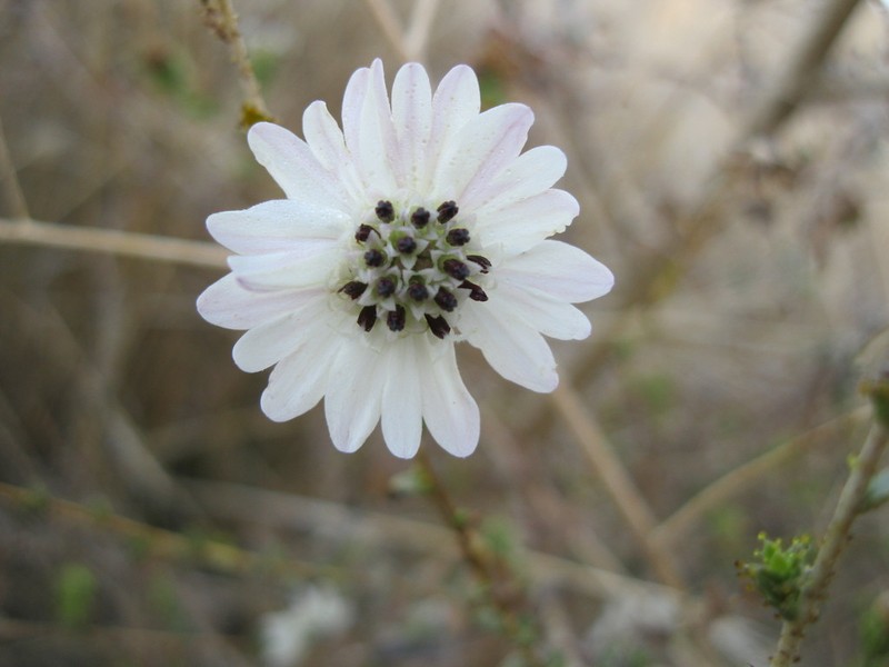 Blepharizonia photo 3