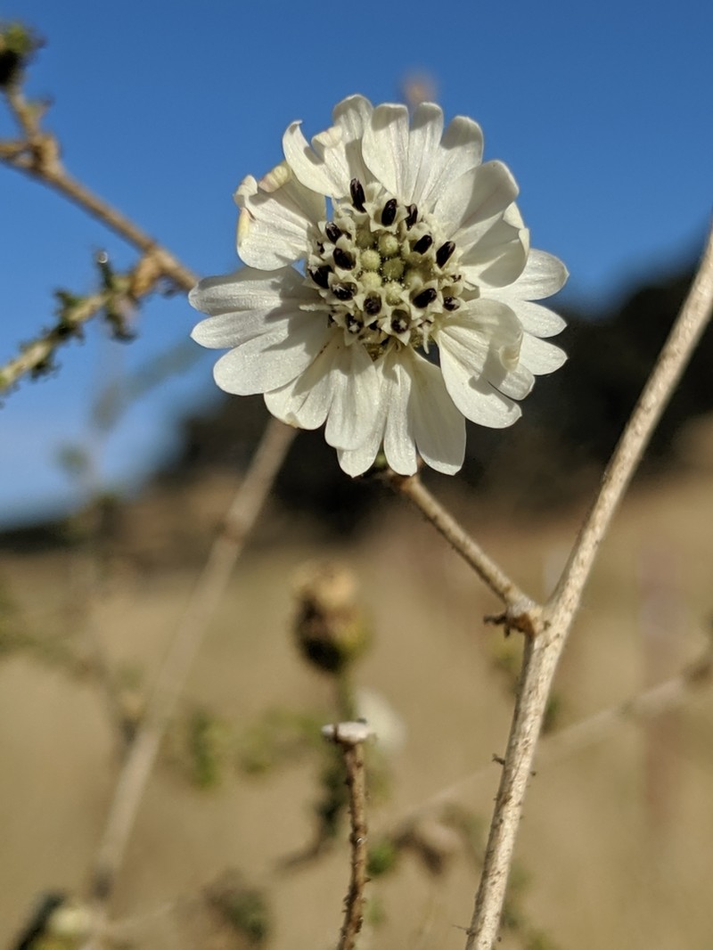 Blepharizonia photo 4