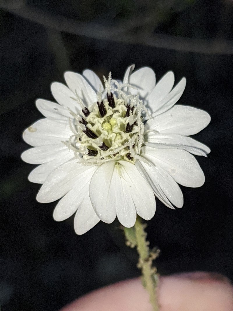 Blepharizonia photo 5