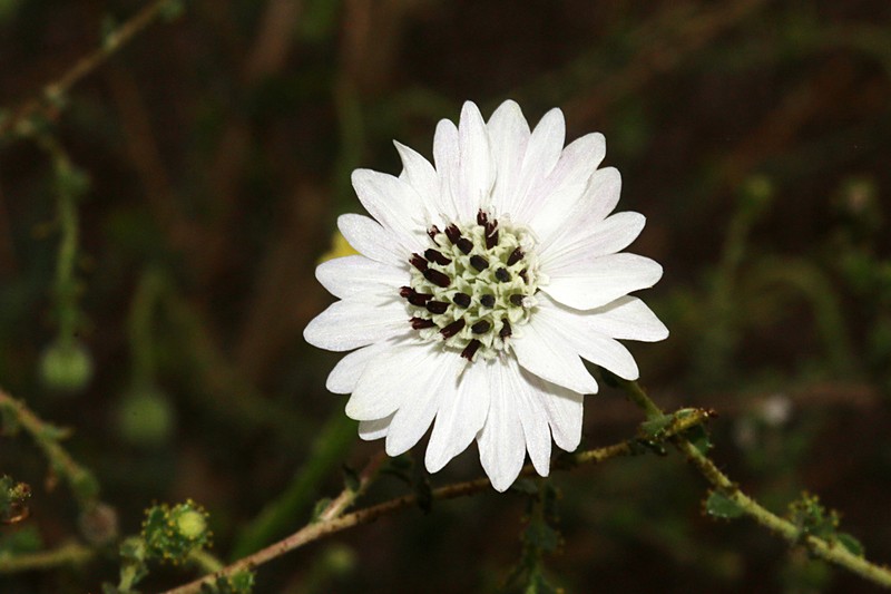 Blepharizonia photo 6