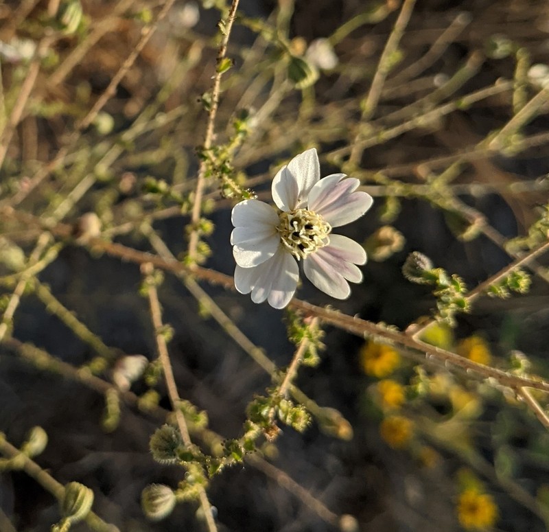 Blepharizonia photo 7