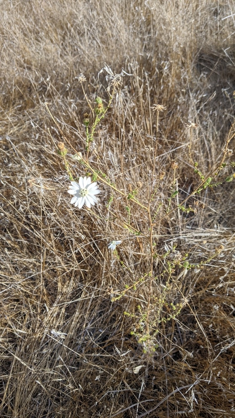 Blepharizonia photo 8