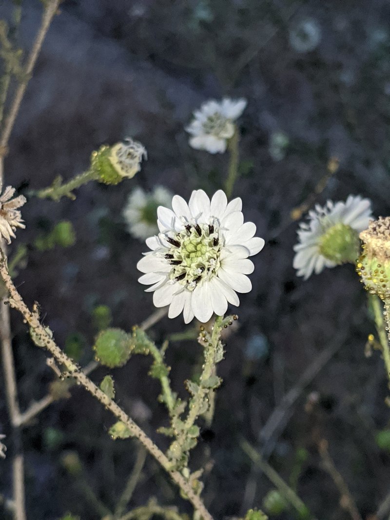 Blepharizonia