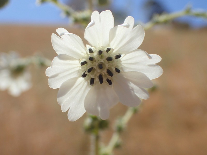 Big Tarweed