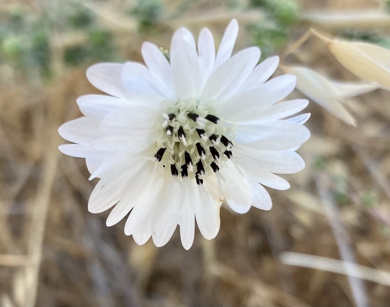 Big Tarweed photo 2