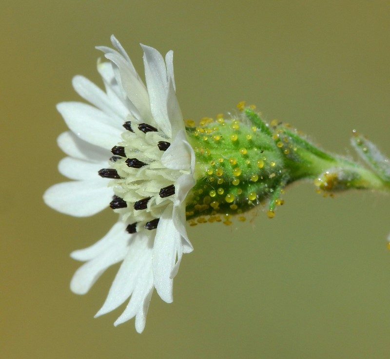 Big Tarweed photo 3