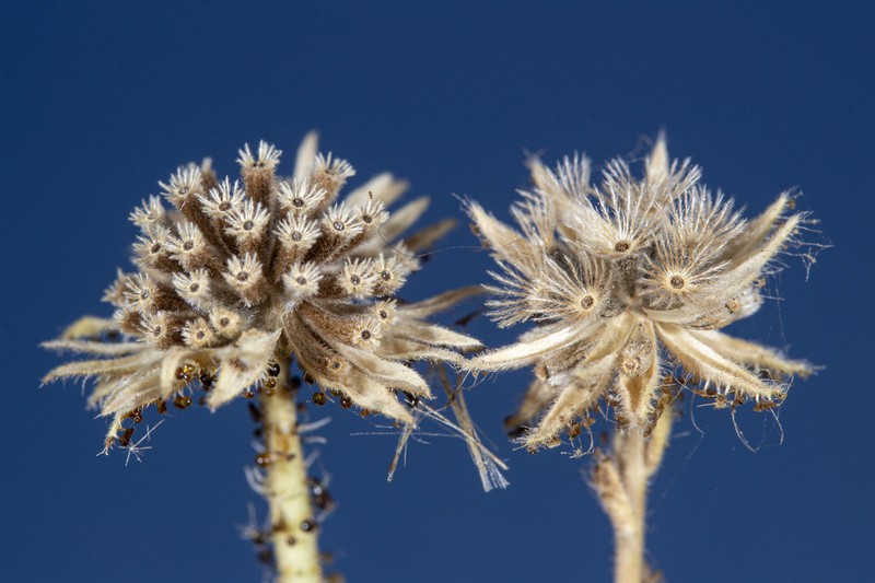 Big Tarweed photo 4