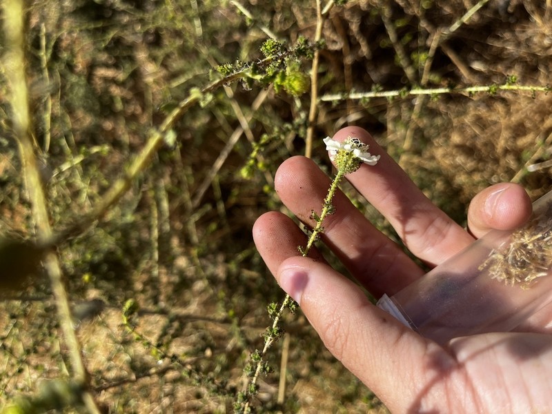 Big Tarweed photo 5