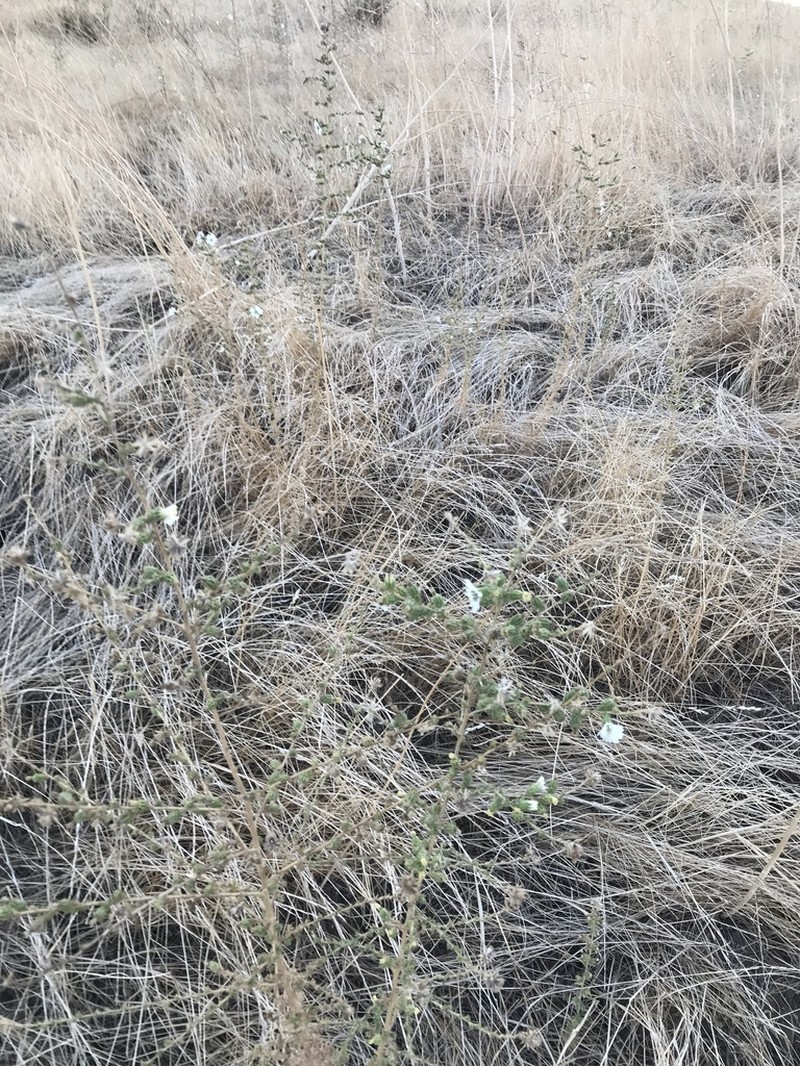 Big Tarweed photo 6