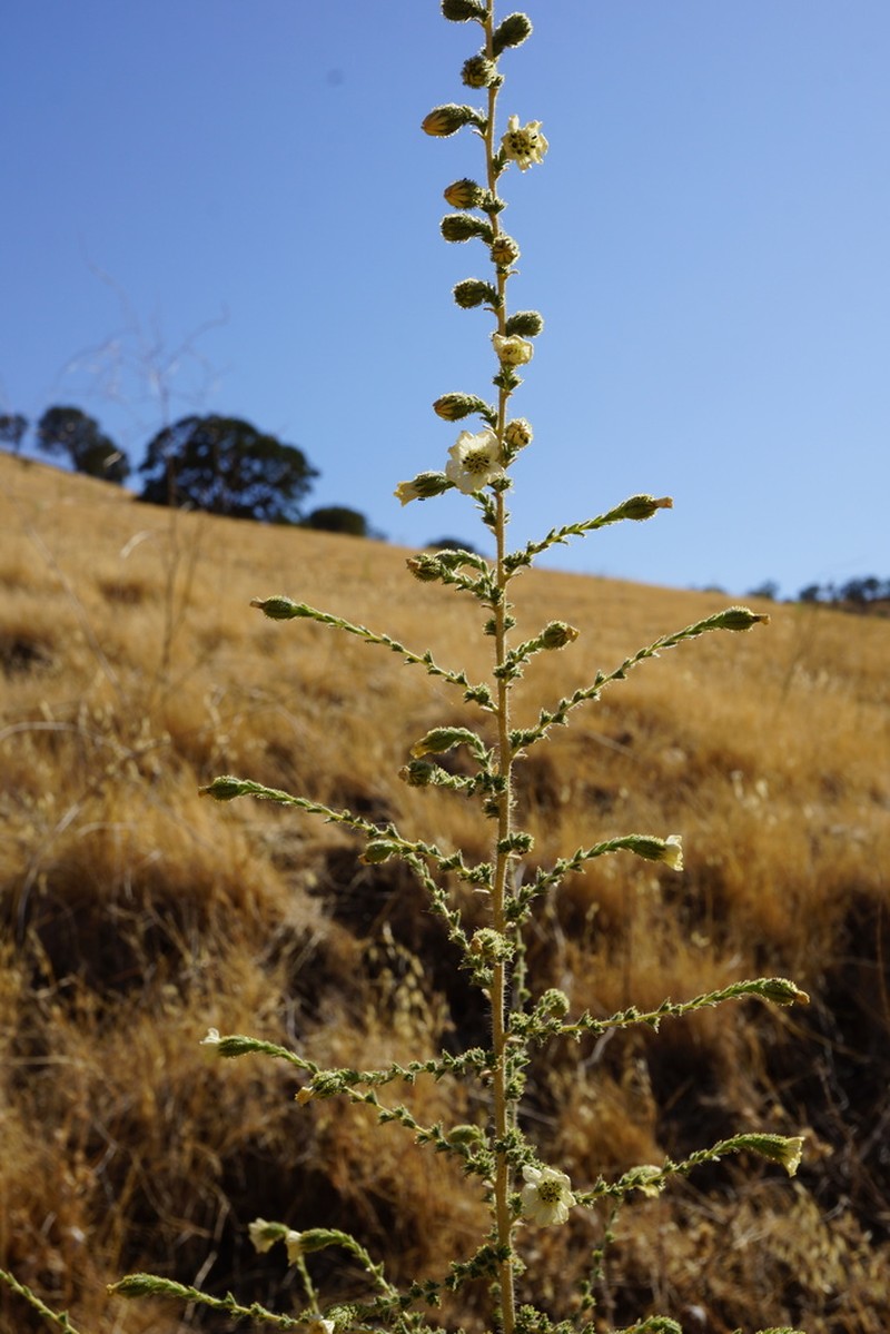 Big Tarweed photo 7