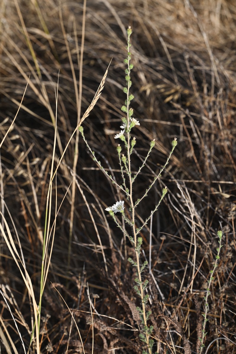 Big Tarweed photo 8