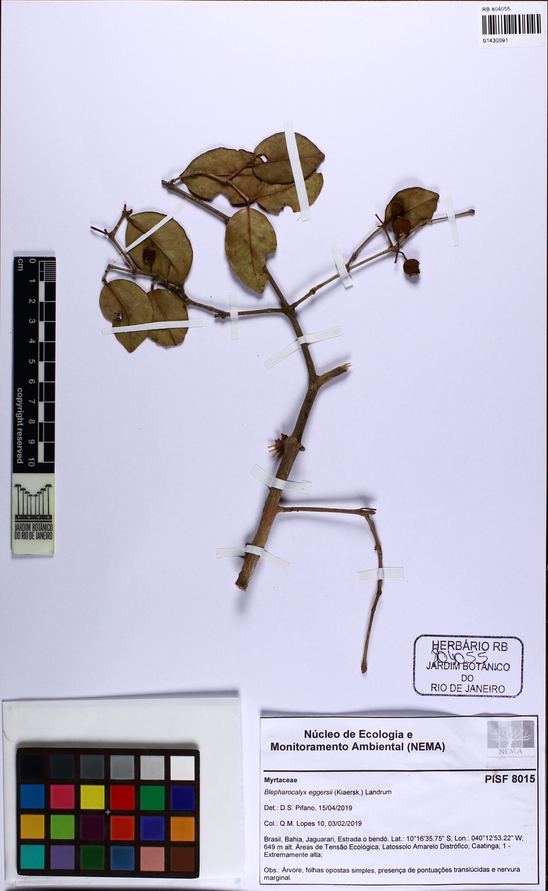 Blepharocalyx eggersii