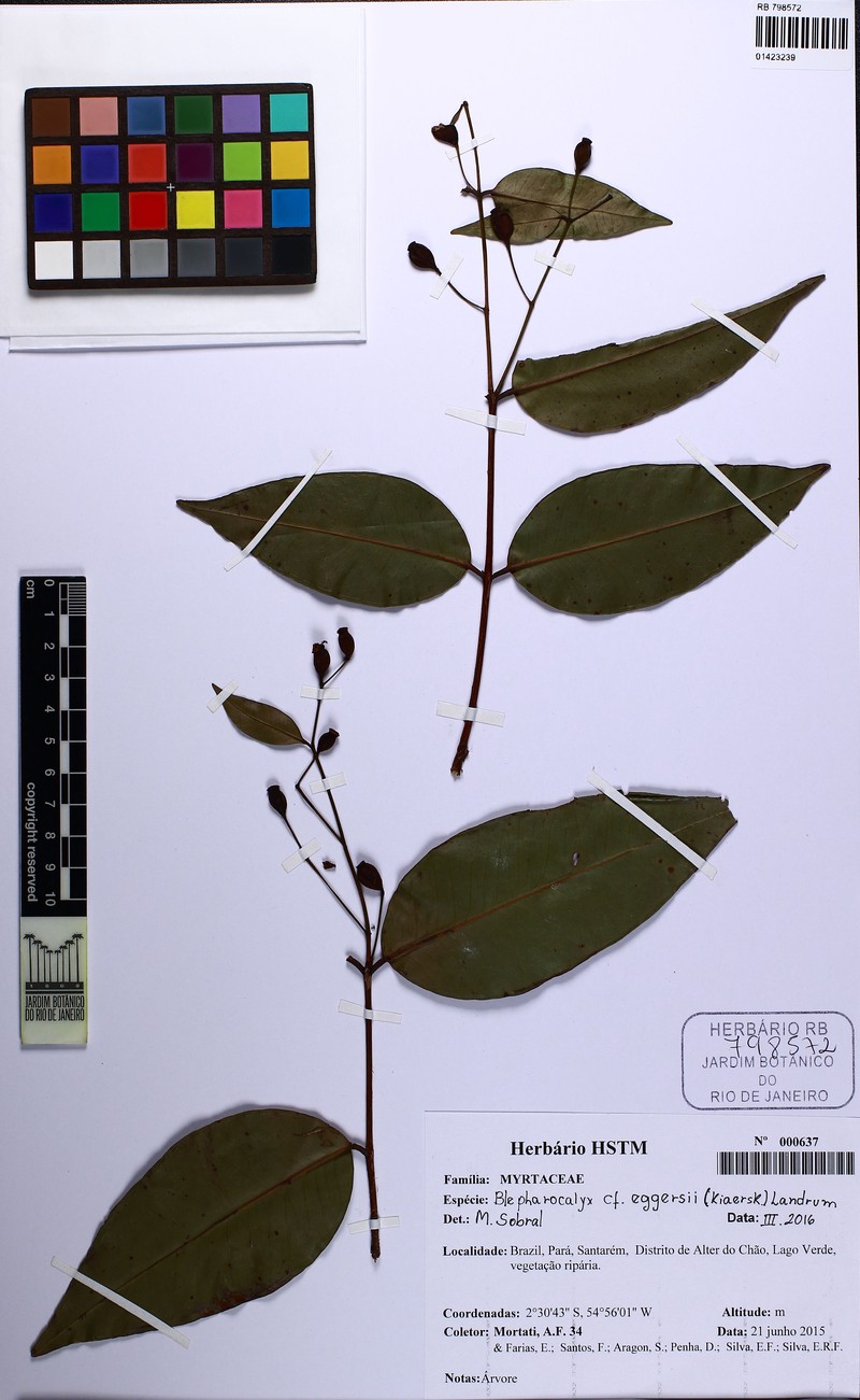 Blepharocalyx eggersii photo 2
