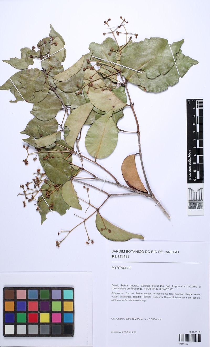 Blepharocalyx eggersii photo 3