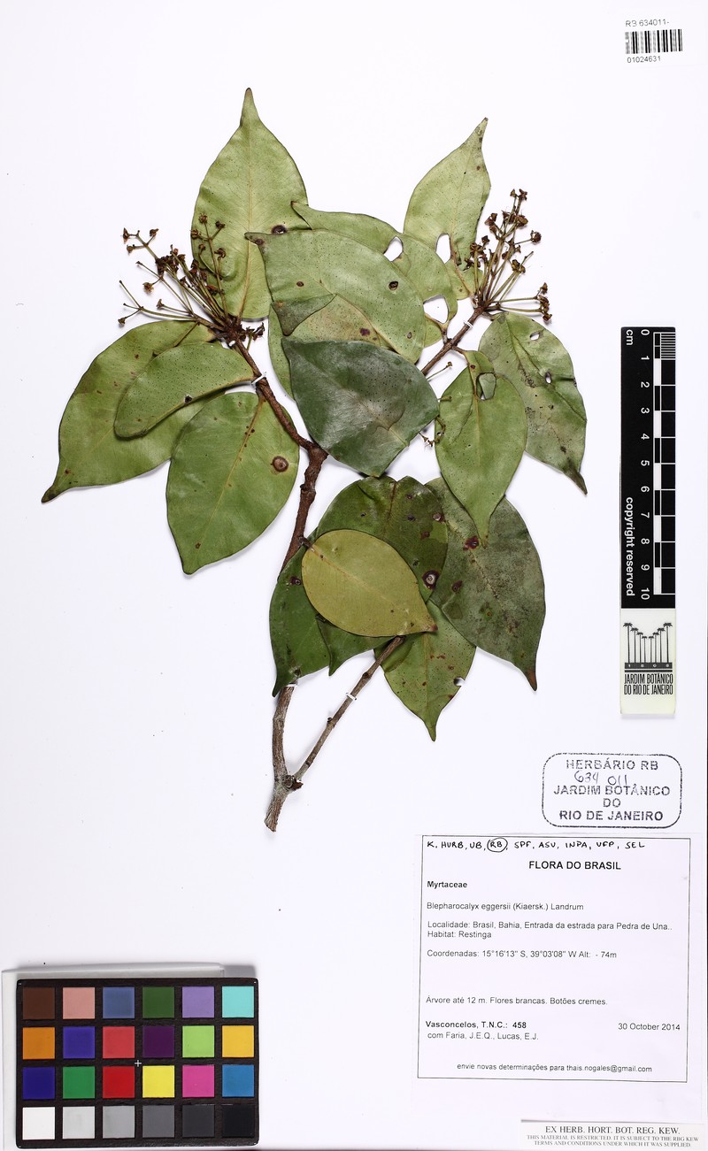 Blepharocalyx eggersii photo 4