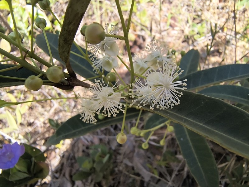 Blepharocalyx salicifolius photo 2