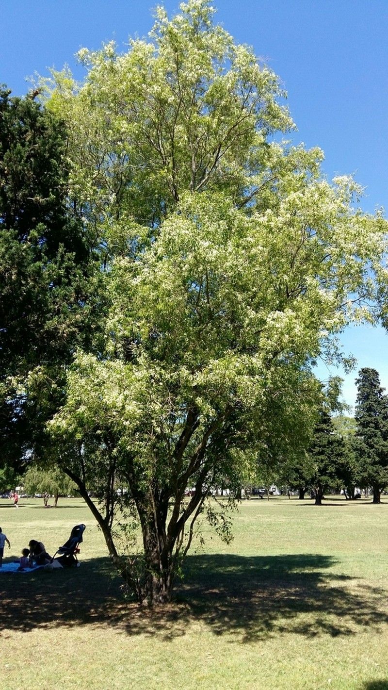 Blepharocalyx salicifolius photo 3
