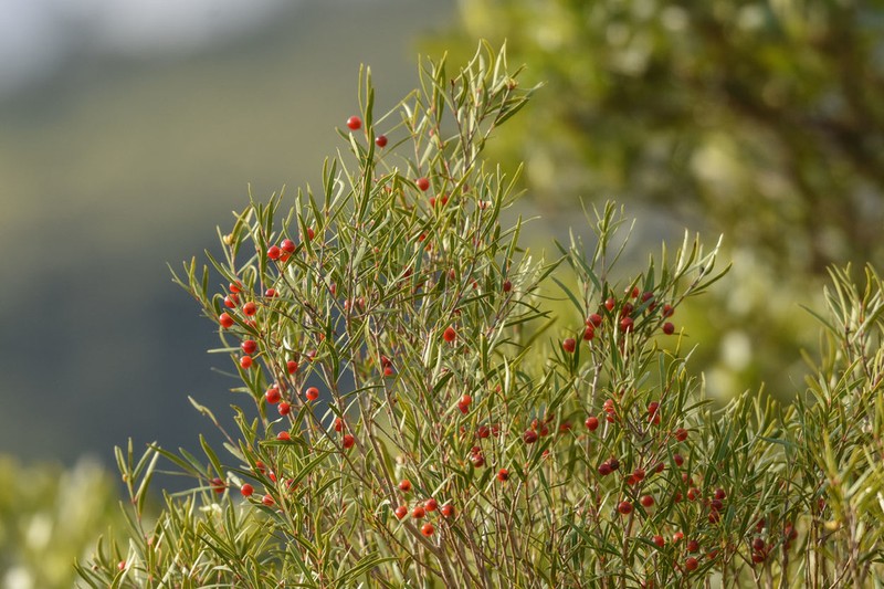 Blepharocalyx salicifolius photo 4