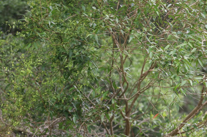 Blepharocalyx salicifolius photo 5