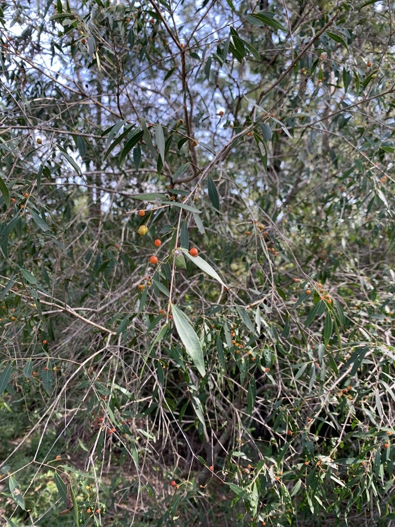 Blepharocalyx salicifolius photo 6