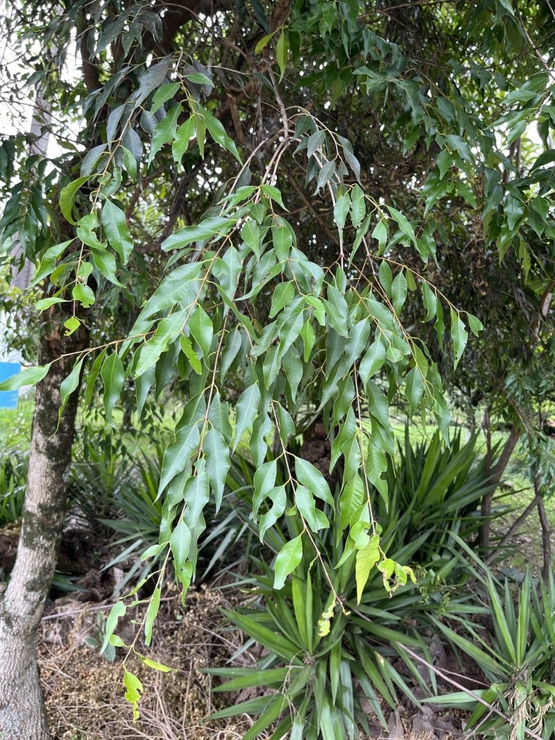 Blepharocalyx salicifolius photo 7