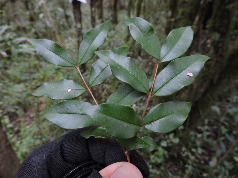 Blepharocalyx salicifolius photo 8