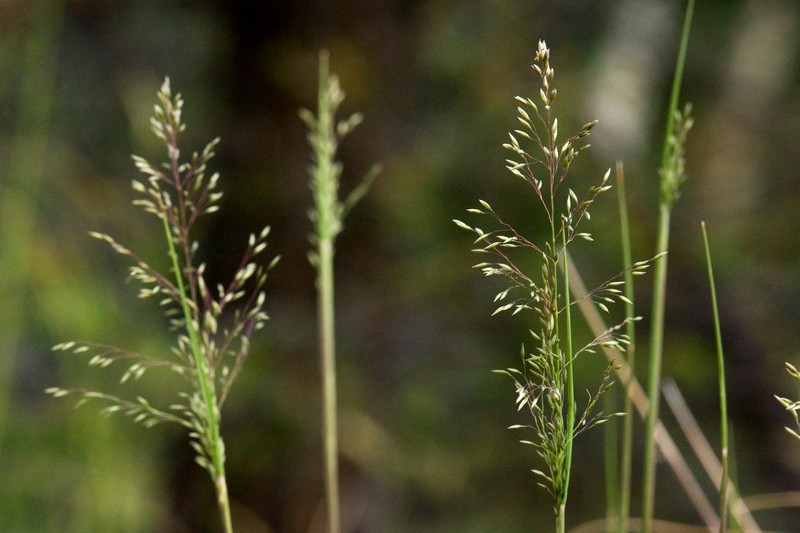 Pine Dropseed photo 2