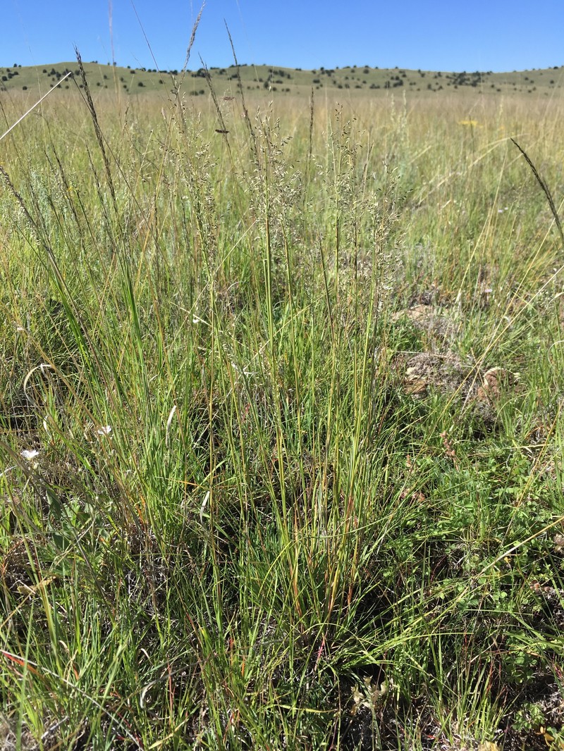 Pine Dropseed photo 3