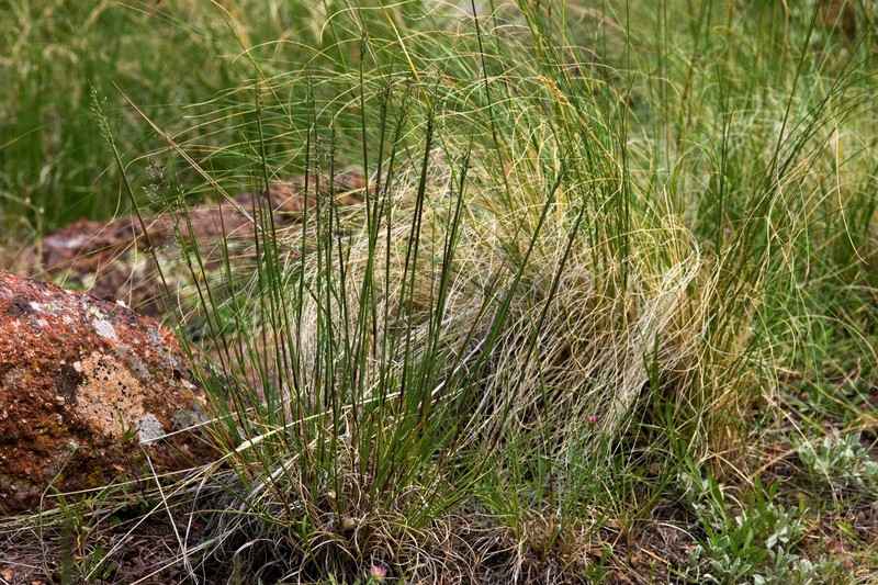 Pine Dropseed photo 4