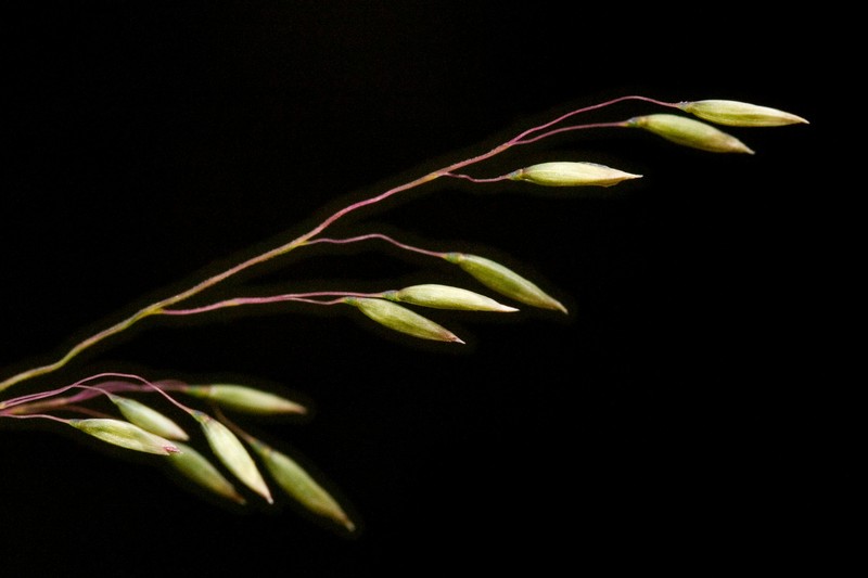 Pine Dropseed