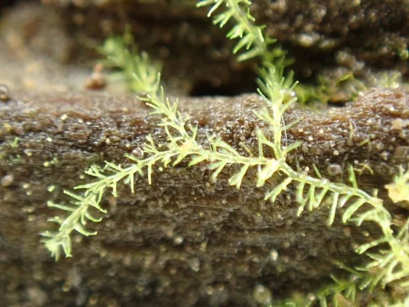 Blepharostoma arachnoideum