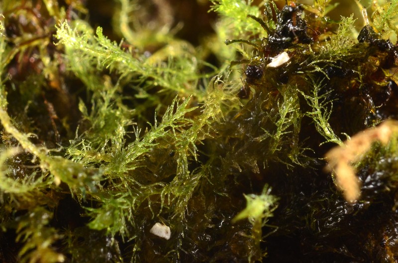 Blepharostoma arachnoideum photo 2