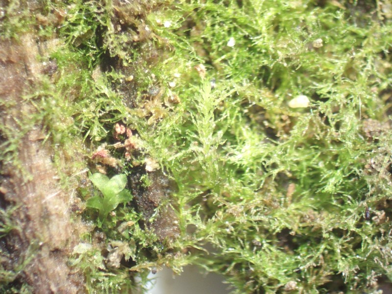 Blepharostoma arachnoideum photo 3