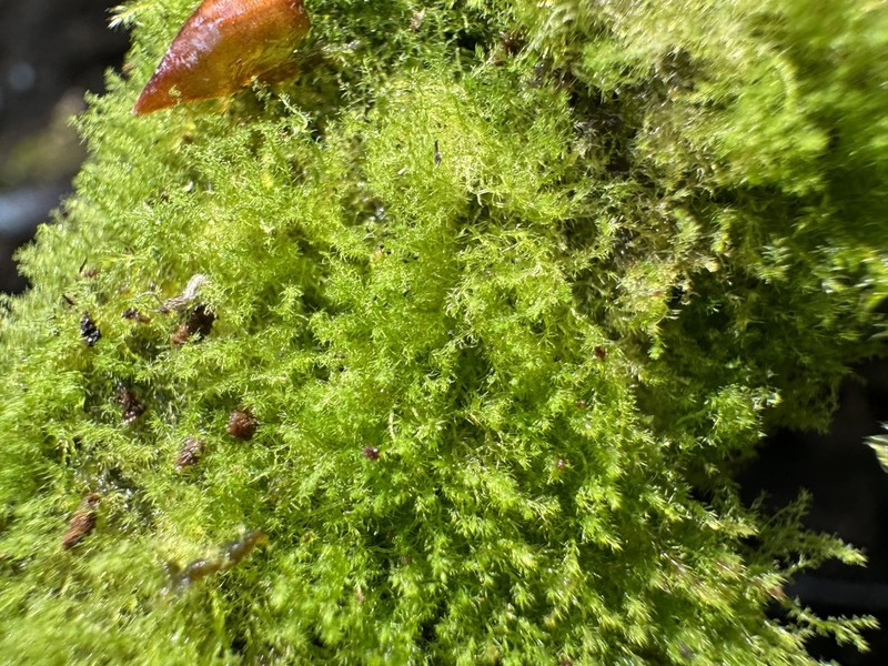 Blepharostoma arachnoideum photo 4