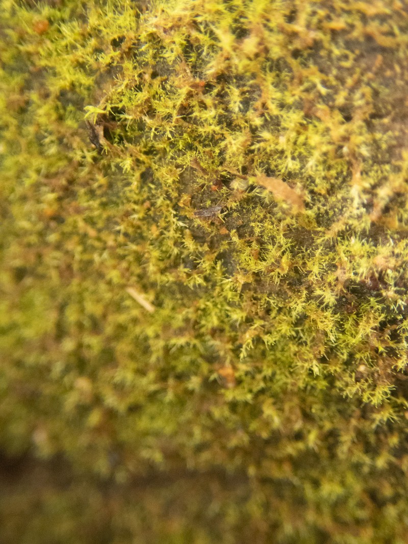 Blepharostoma arachnoideum photo 5