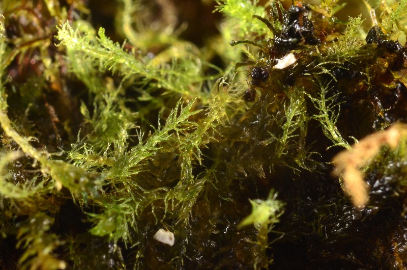 Blepharostoma arachnoideum photo 7