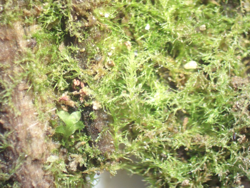 Blepharostoma arachnoideum photo 8