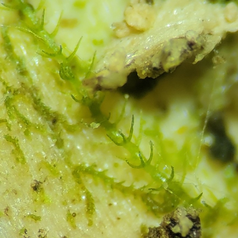 Blepharostoma trichophyllum
