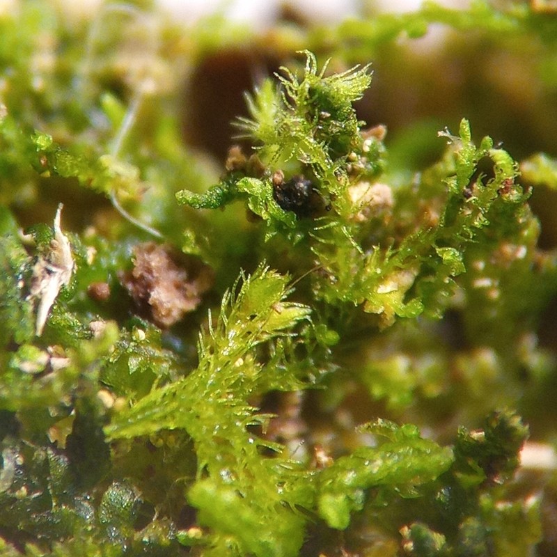 Blepharostoma trichophyllum photo 2