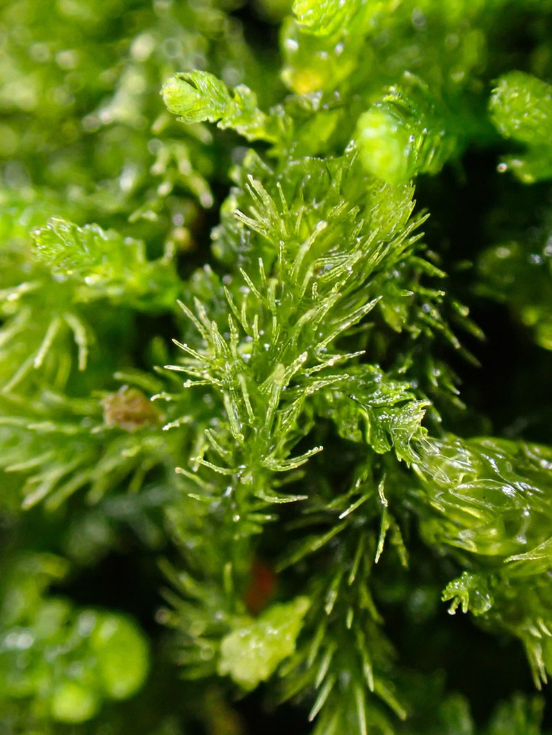 Blepharostoma trichophyllum photo 3