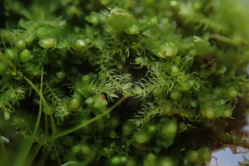 Blepharostoma trichophyllum photo 4