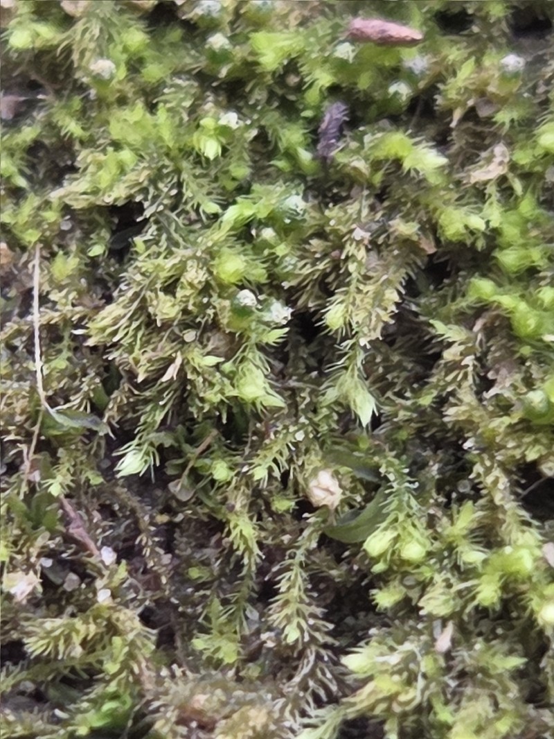 Blepharostoma trichophyllum photo 5