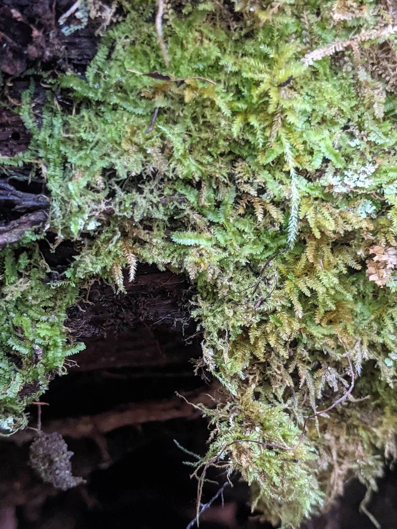 Blepharostoma trichophyllum photo 6