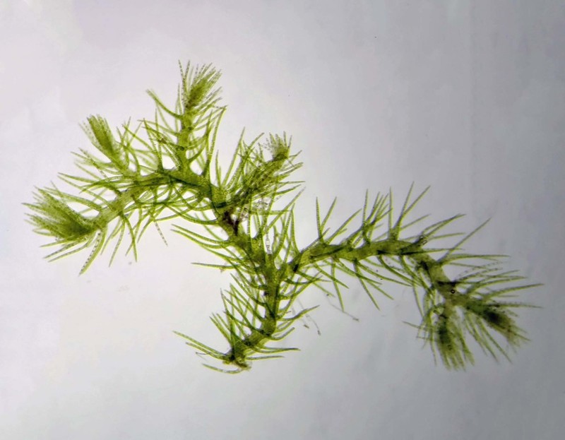 Blepharostoma trichophyllum photo 7