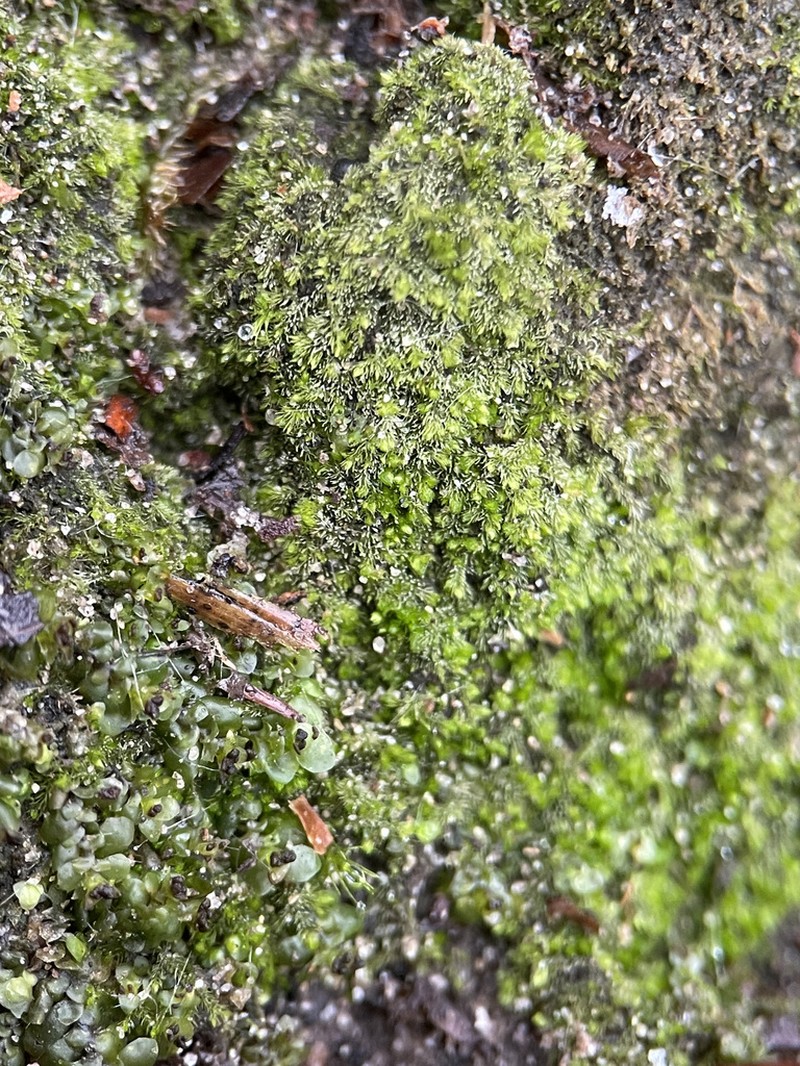 Blepharostoma trichophyllum photo 8